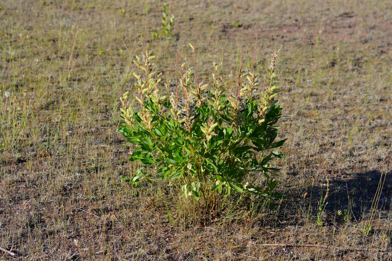 Изображение особи Lupinus polyphyllus.