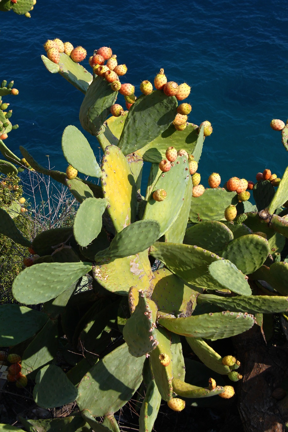 Изображение особи Opuntia ficus-indica.