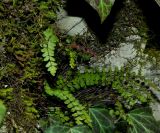 Asplenium trichomanes ssp. inexpectans