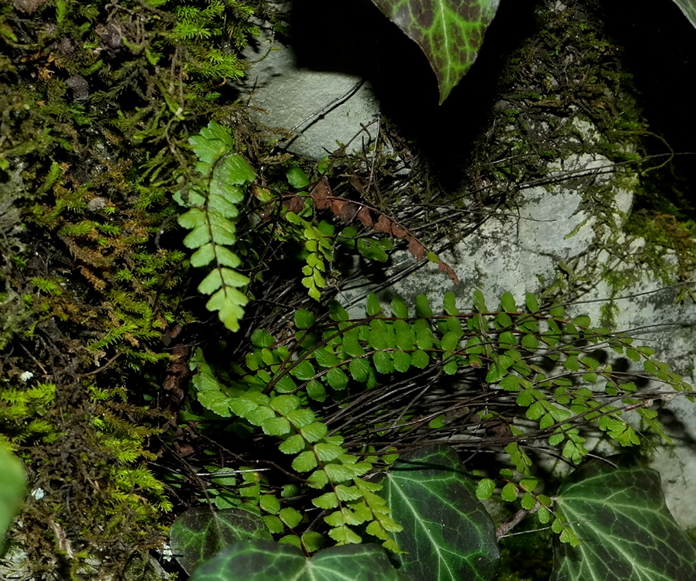 Image of Asplenium trichomanes ssp. inexpectans specimen.