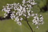 Valeriana officinalis. Соцветие. Сахалинская обл., Томаринский р-н, пос. Неводское, открытая луговина вдоль грунтовой дороги. 28.07.2017.