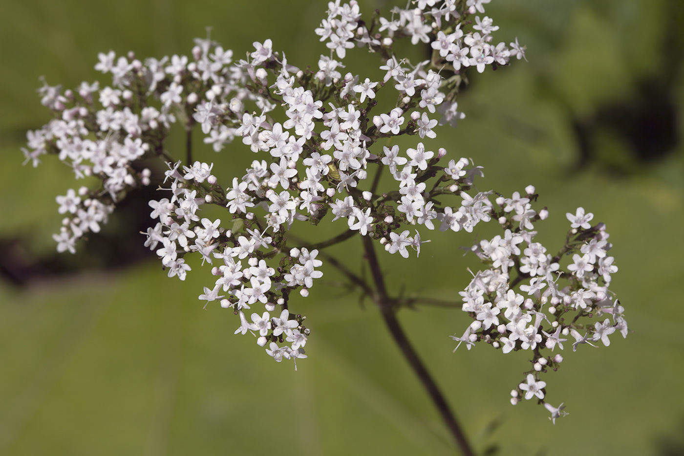 Изображение особи Valeriana officinalis.