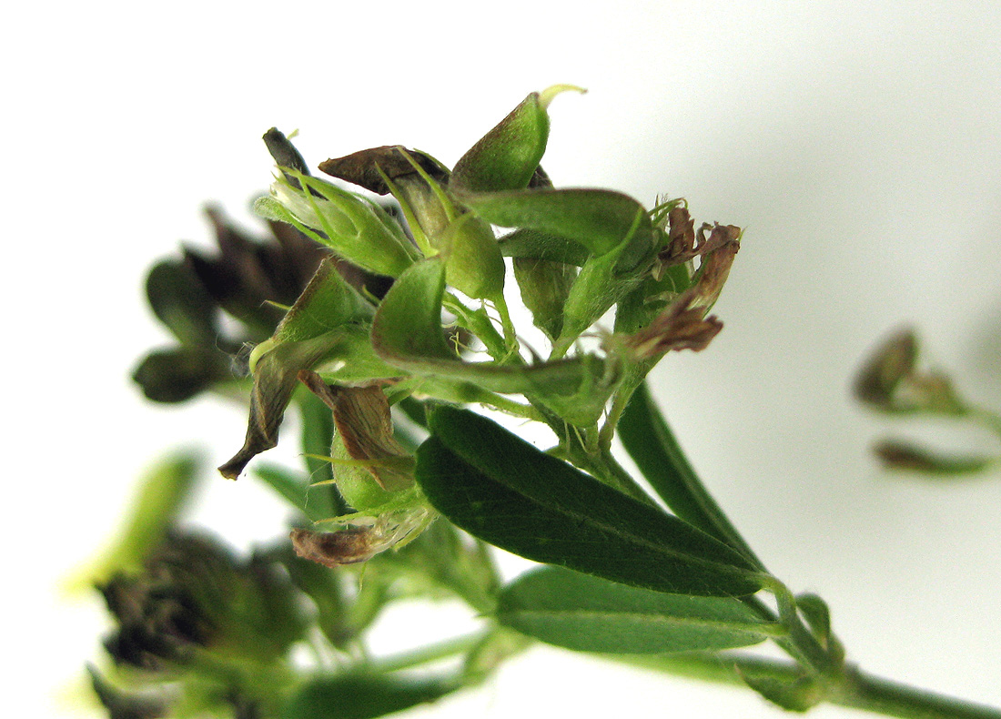 Изображение особи Medicago × varia.
