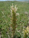 Pedicularis pubiflora. Верхушка цветущего и плодоносящего растения. Кыргызстан, Чуйская обл., Панфиловский р-н, на спуске с перевала Тоо-Ашуу к Суусамырской долине. 24.05.2019.