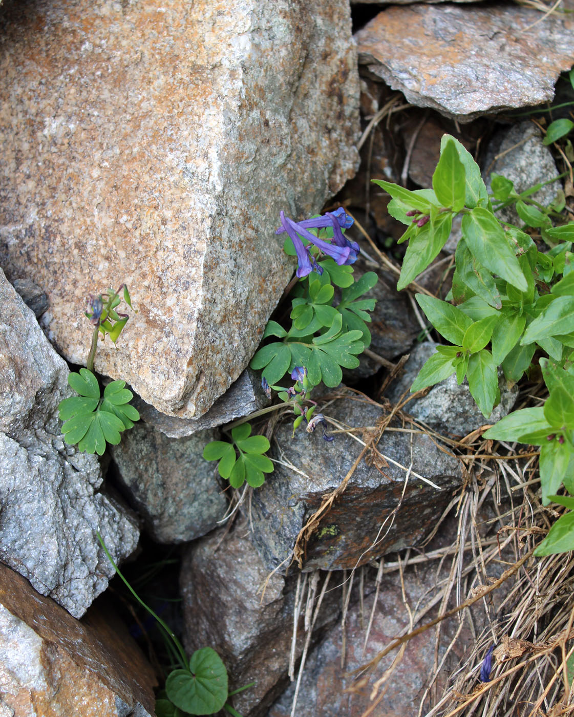 Изображение особи Corydalis emanuelii.