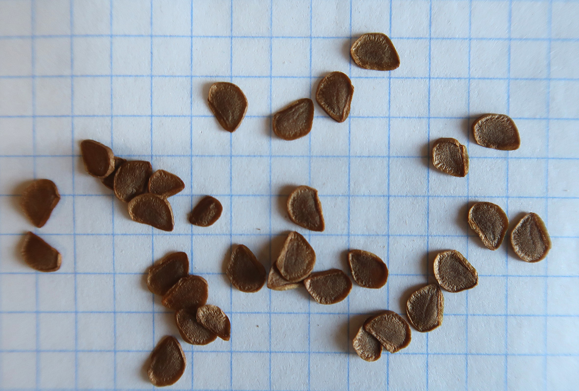 Image of Lilium pilosiusculum specimen.