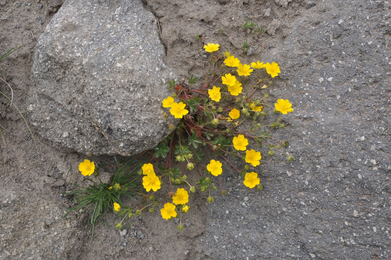 Изображение особи род Potentilla.
