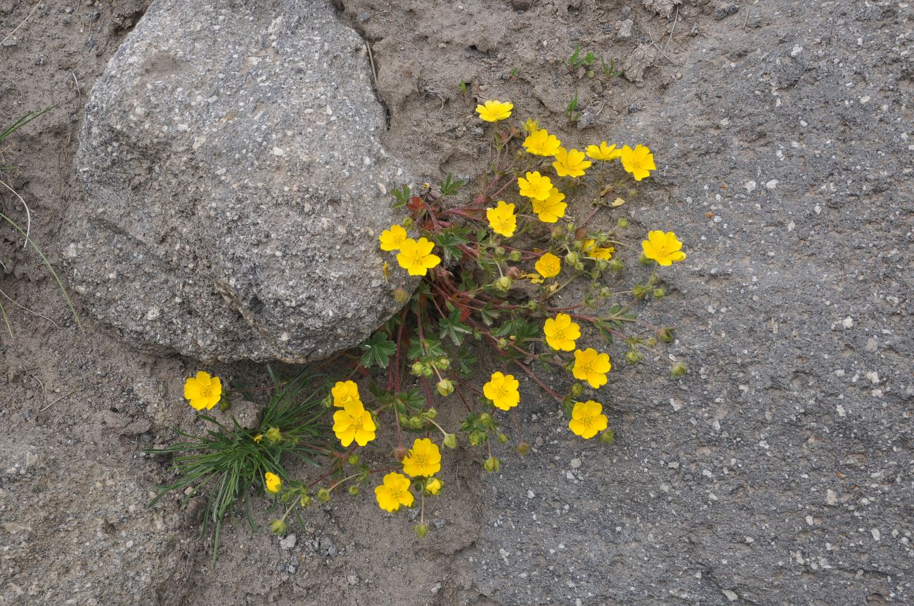 Image of genus Potentilla specimen.