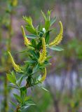 Salix triandra. Верхушка ветви с соцветиями. Новгородская обл., берег оз. Ильмень, геологический памятник \"Ильменский глинт\", заболоченный участок берега. 10.05.2019.