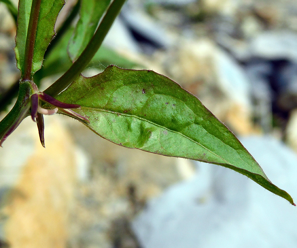 Изображение особи Rhagadiolus edulis.