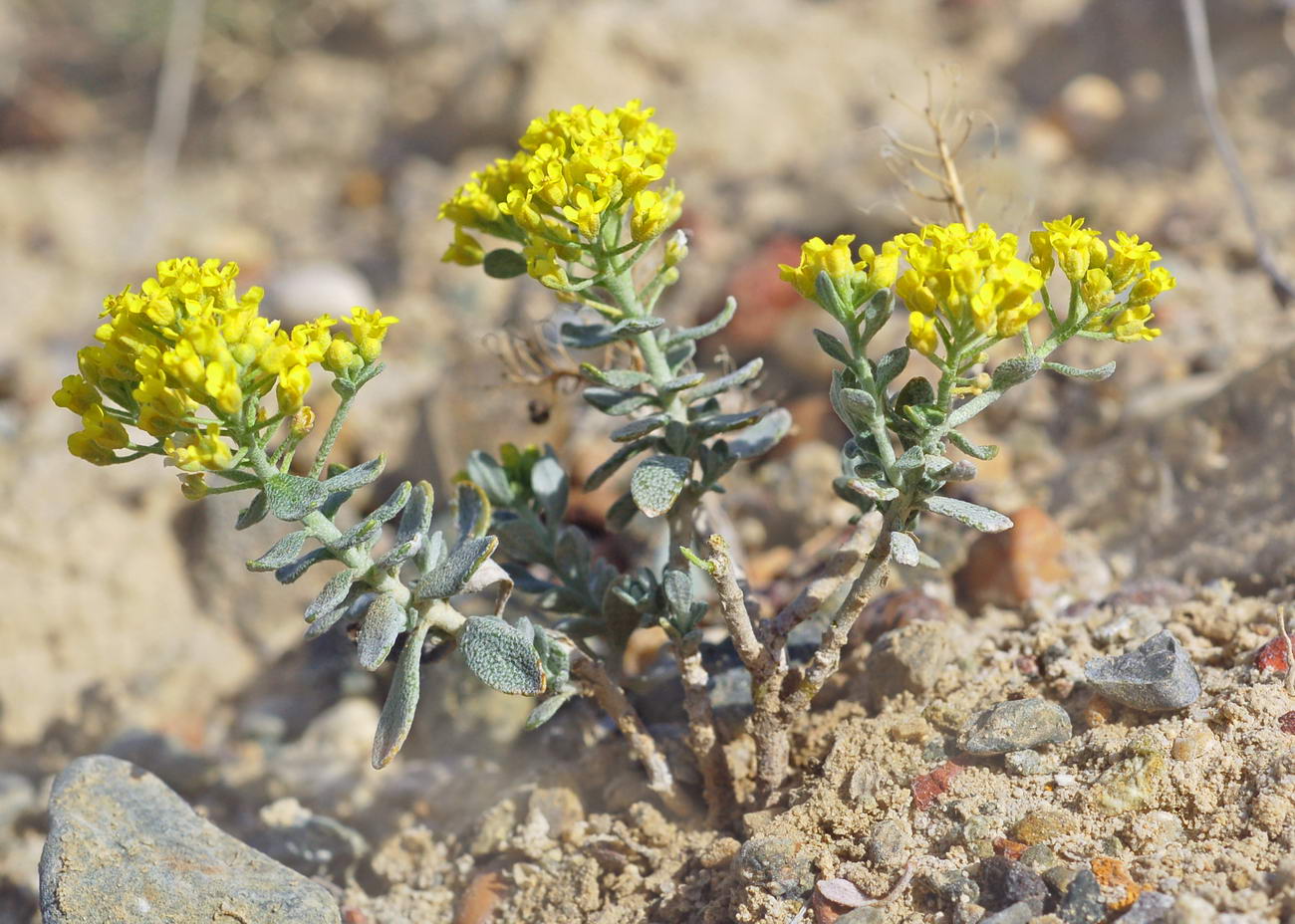 Image of Odontarrhena tortuosa specimen.