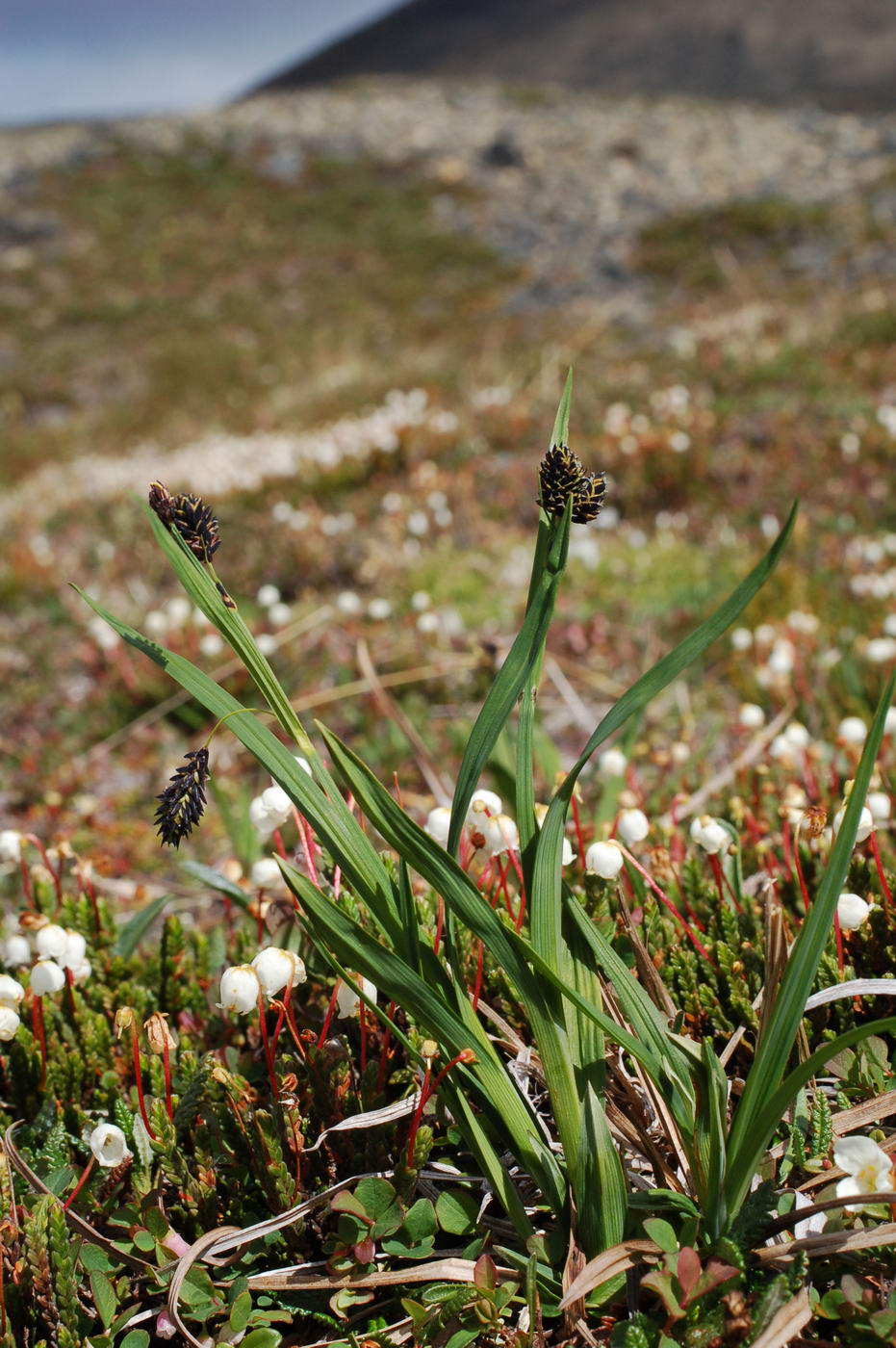 Изображение особи Carex atrofusca.