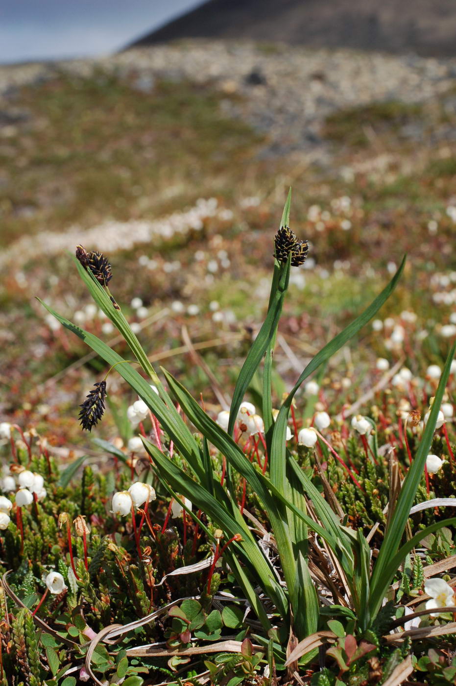 Изображение особи Carex atrofusca.