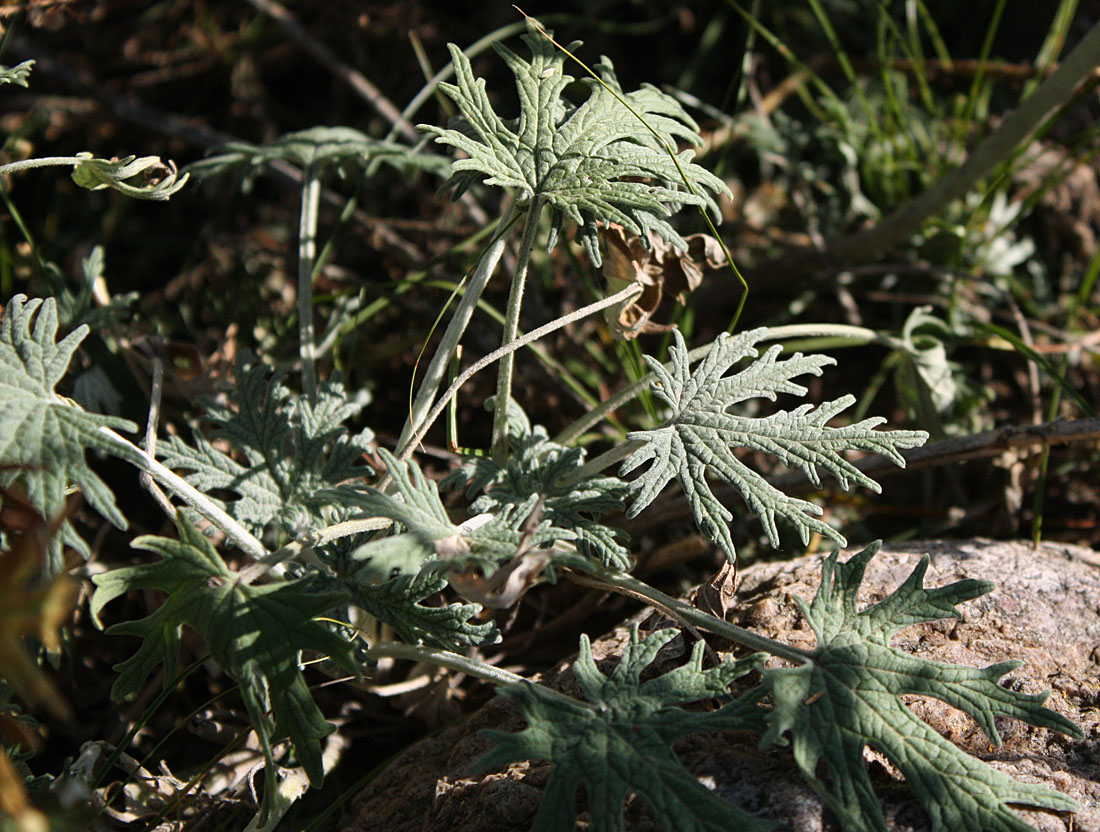 Image of Panzerina lanata specimen.