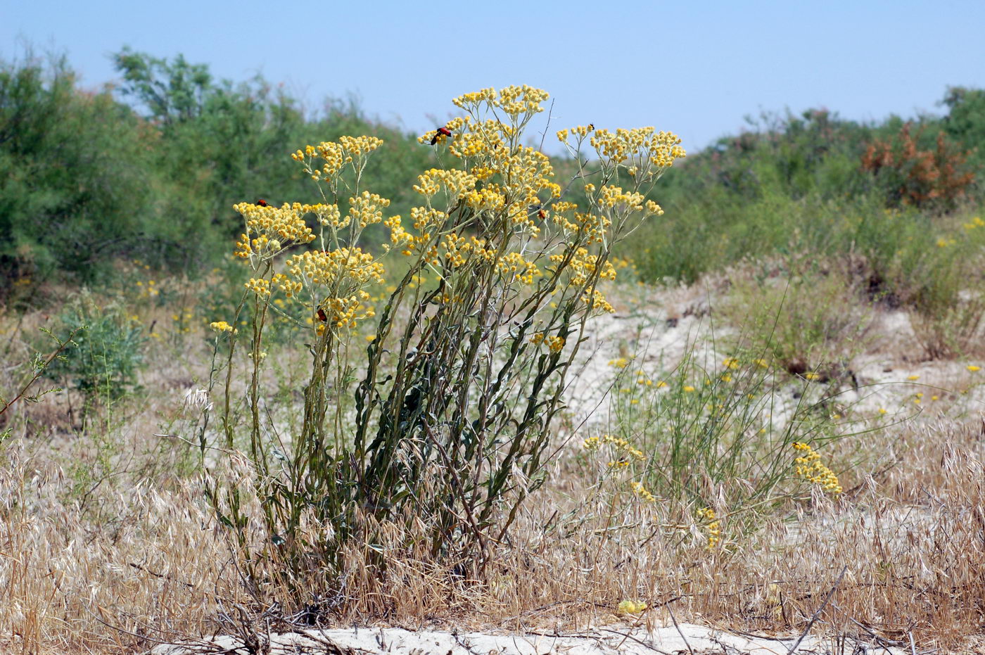 Изображение особи Helichrysum arenarium.