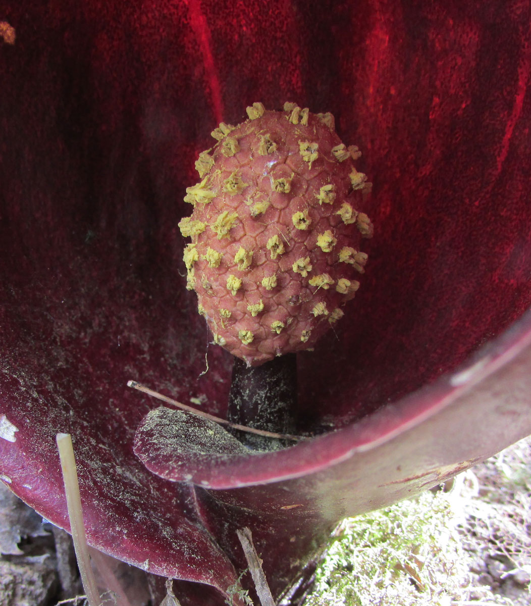 Image of Symplocarpus renifolius specimen.