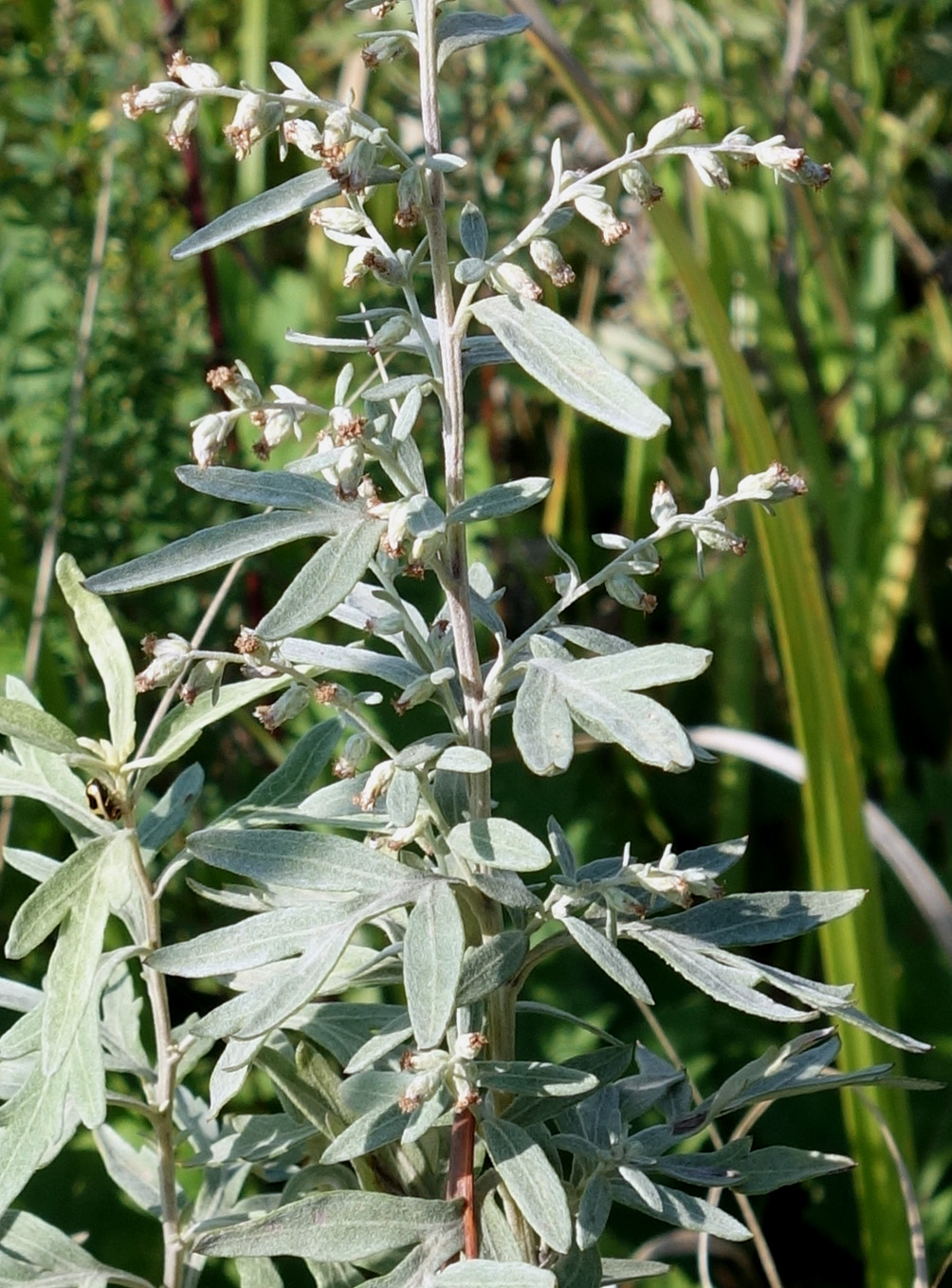 Image of genus Artemisia specimen.