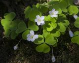 Oxalis acetosella