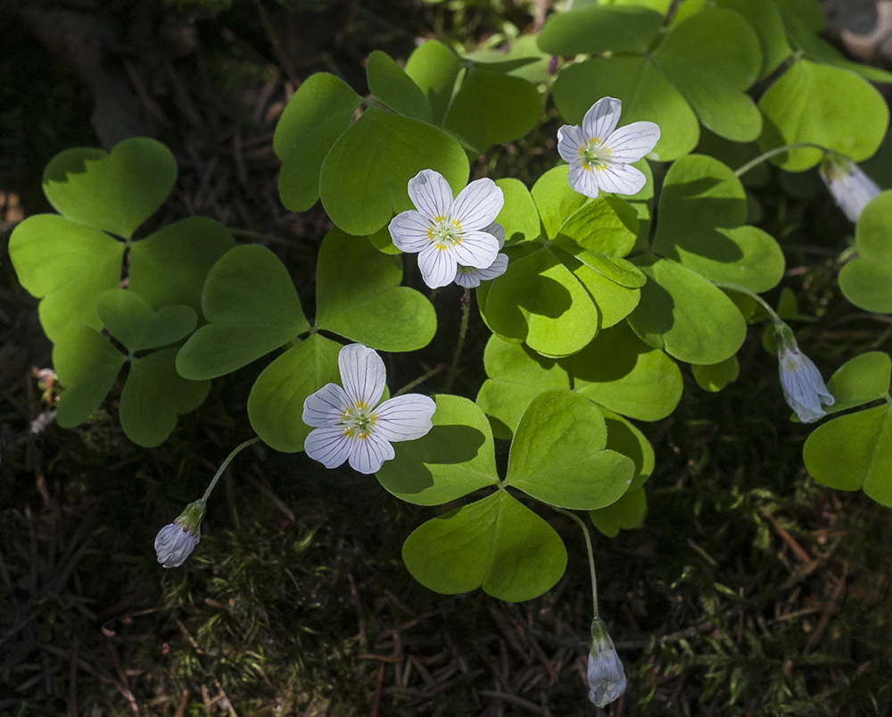 Изображение особи Oxalis acetosella.