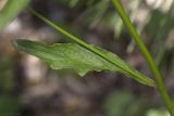 Crepis pulchra. Часть побега с листом и основанием пазушного побега. Крым, Бахчисарайский р-н, окр. пгт Куйбышево, опушка леса, край луга. 31.05.2020.