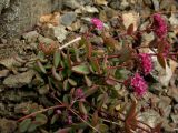 Hylotelephium ewersii