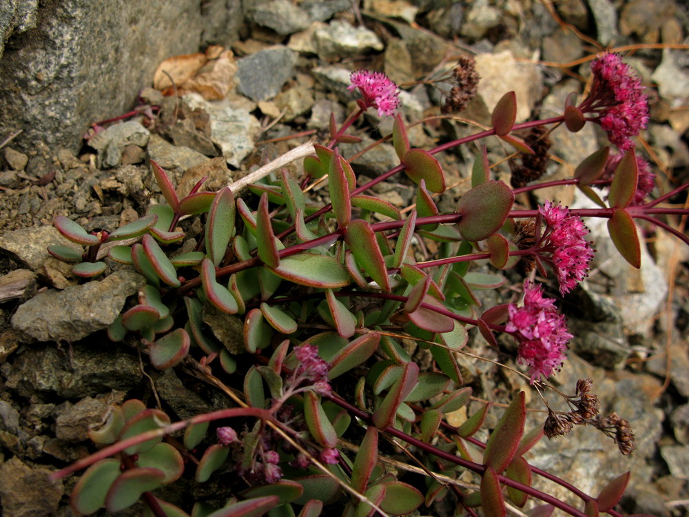 Изображение особи Hylotelephium ewersii.