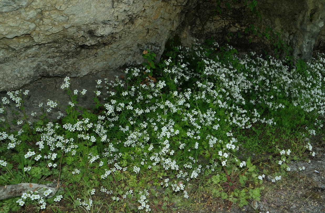 Изображение особи Saxifraga irrigua.