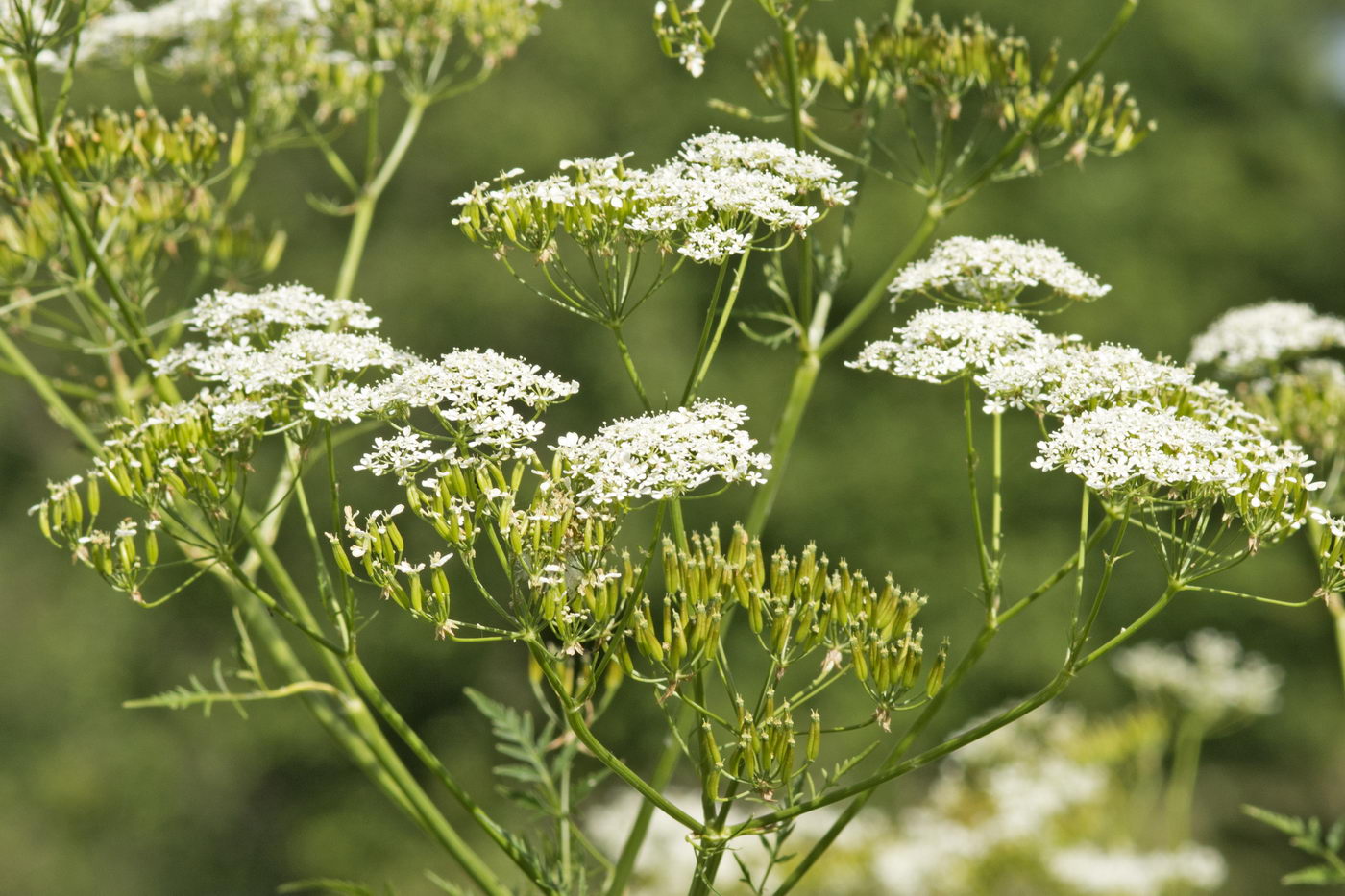 Изображение особи Anthriscus sylvestris.