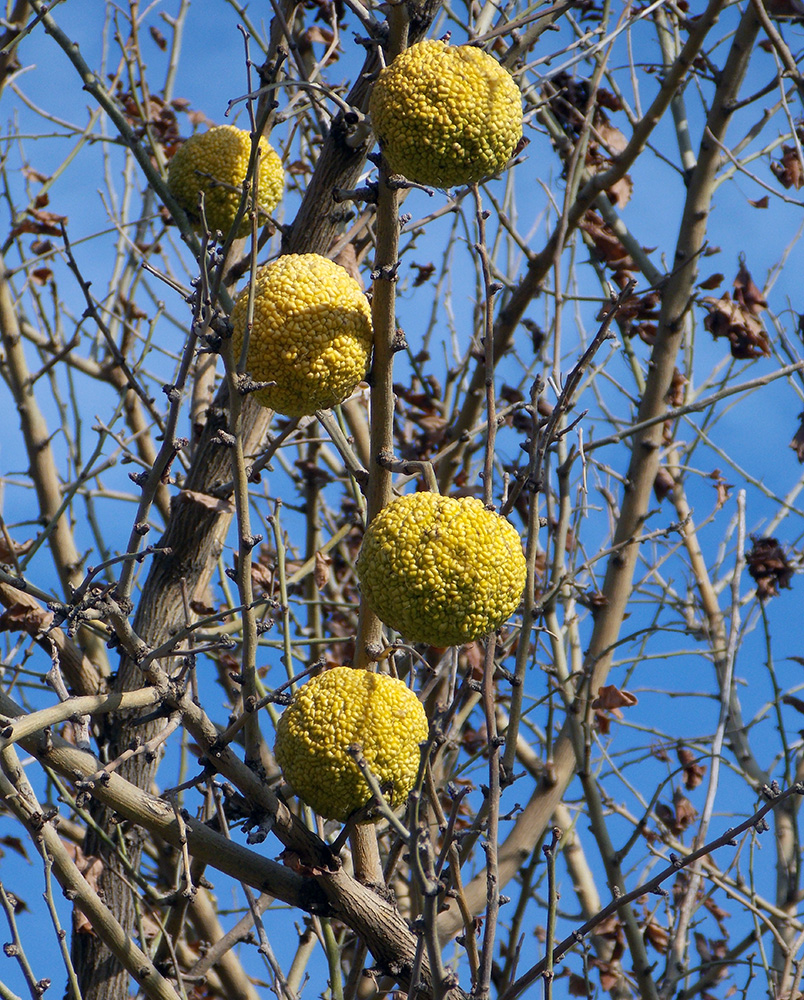 Изображение особи Maclura pomifera.