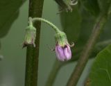 Solanum melongena