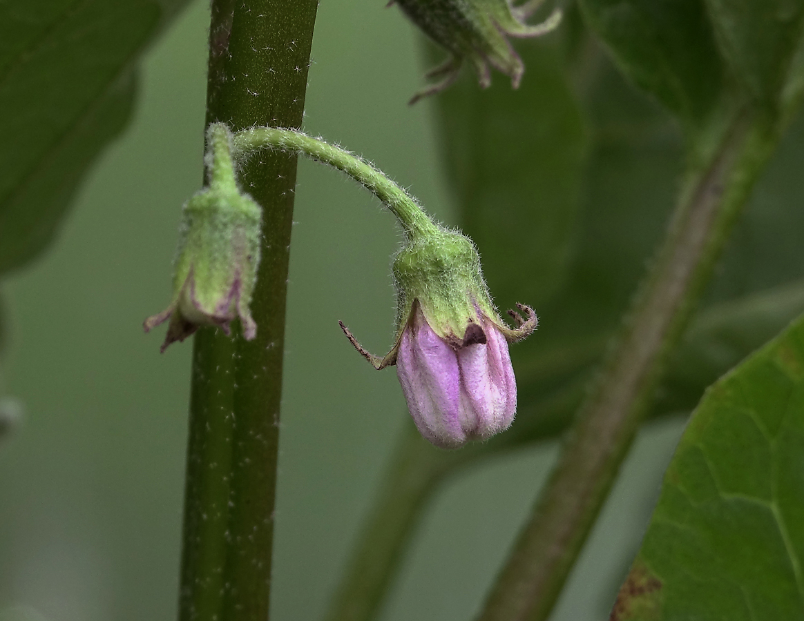 Изображение особи Solanum melongena.