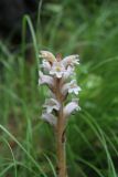 Orobanche alsatica