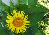 Inula helenium