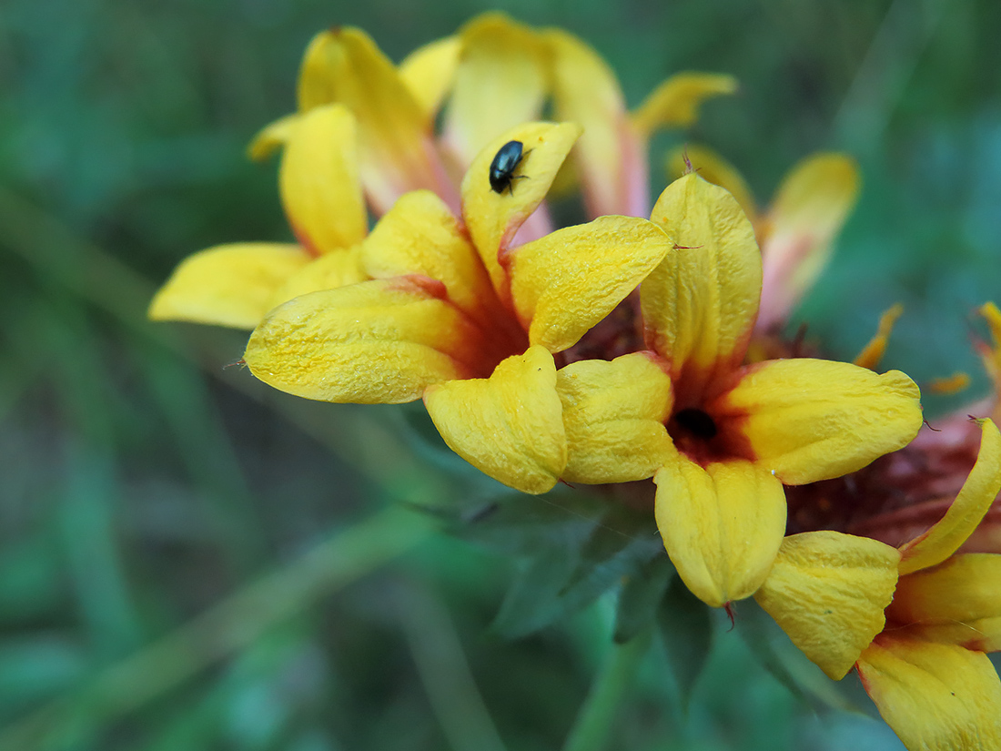 Изображение особи Gaillardia aristata.