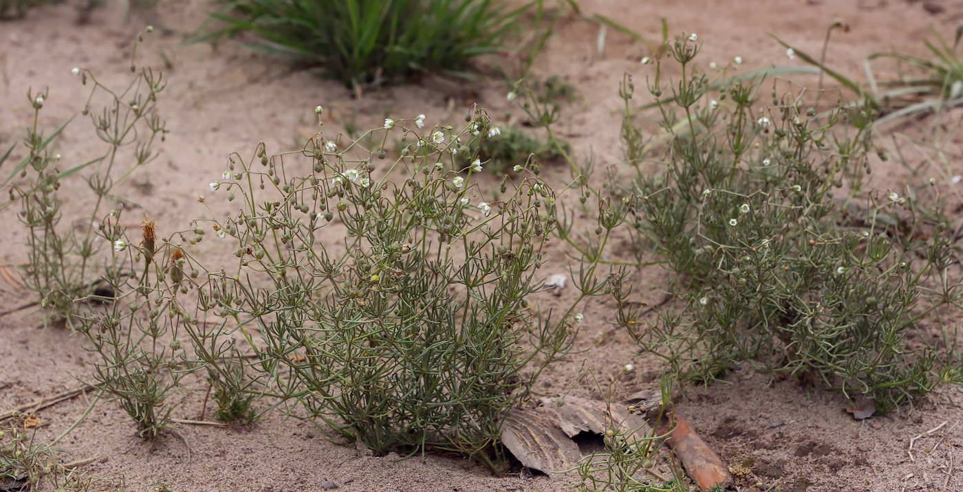 Изображение особи Spergula arvensis.