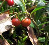 Arctostaphylos uva-ursi
