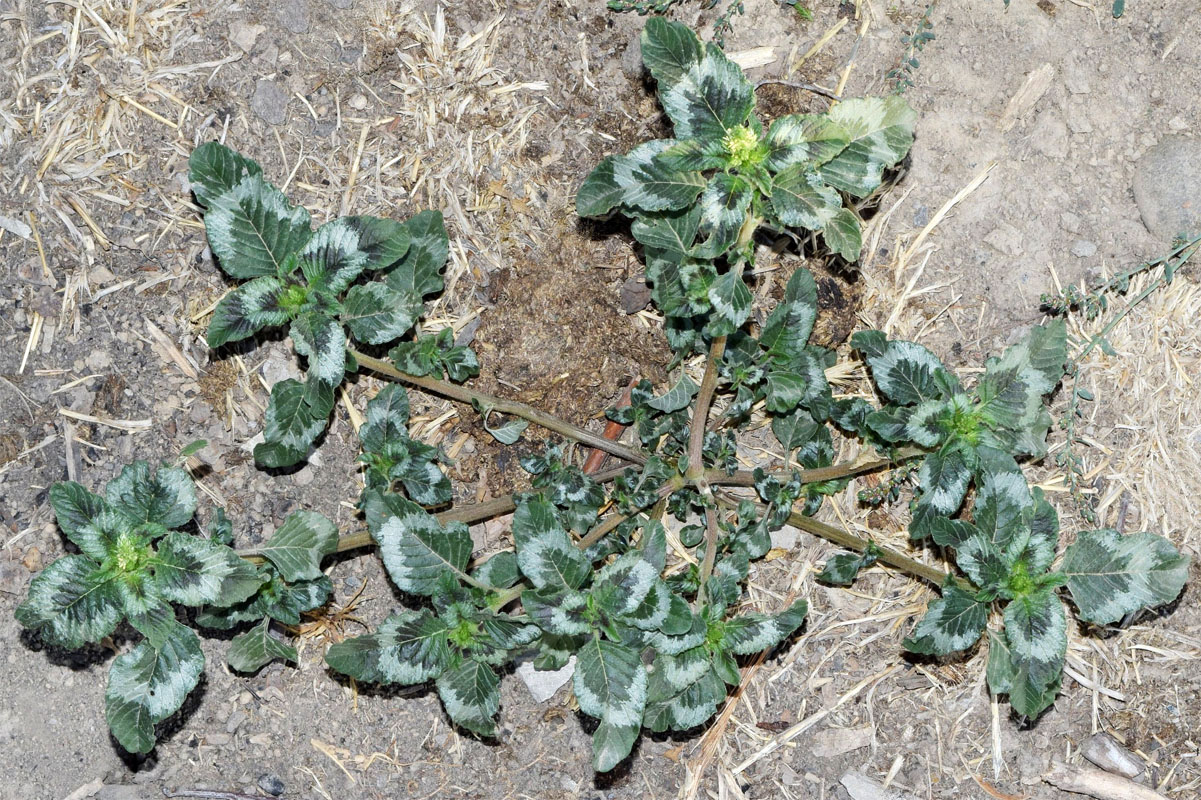 Изображение особи Amaranthus retroflexus.