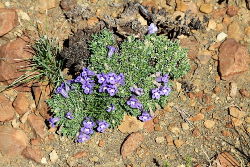 Image of Aptosimum procumbens specimen.