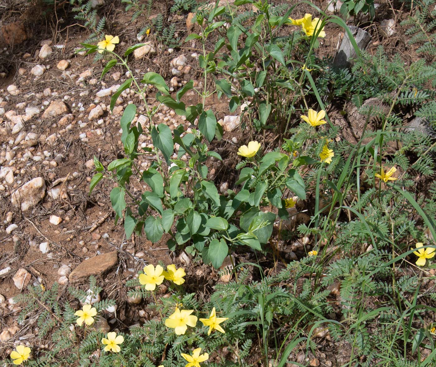 Image of Cynanchum insipidum specimen.