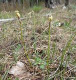 Carex ericetorum