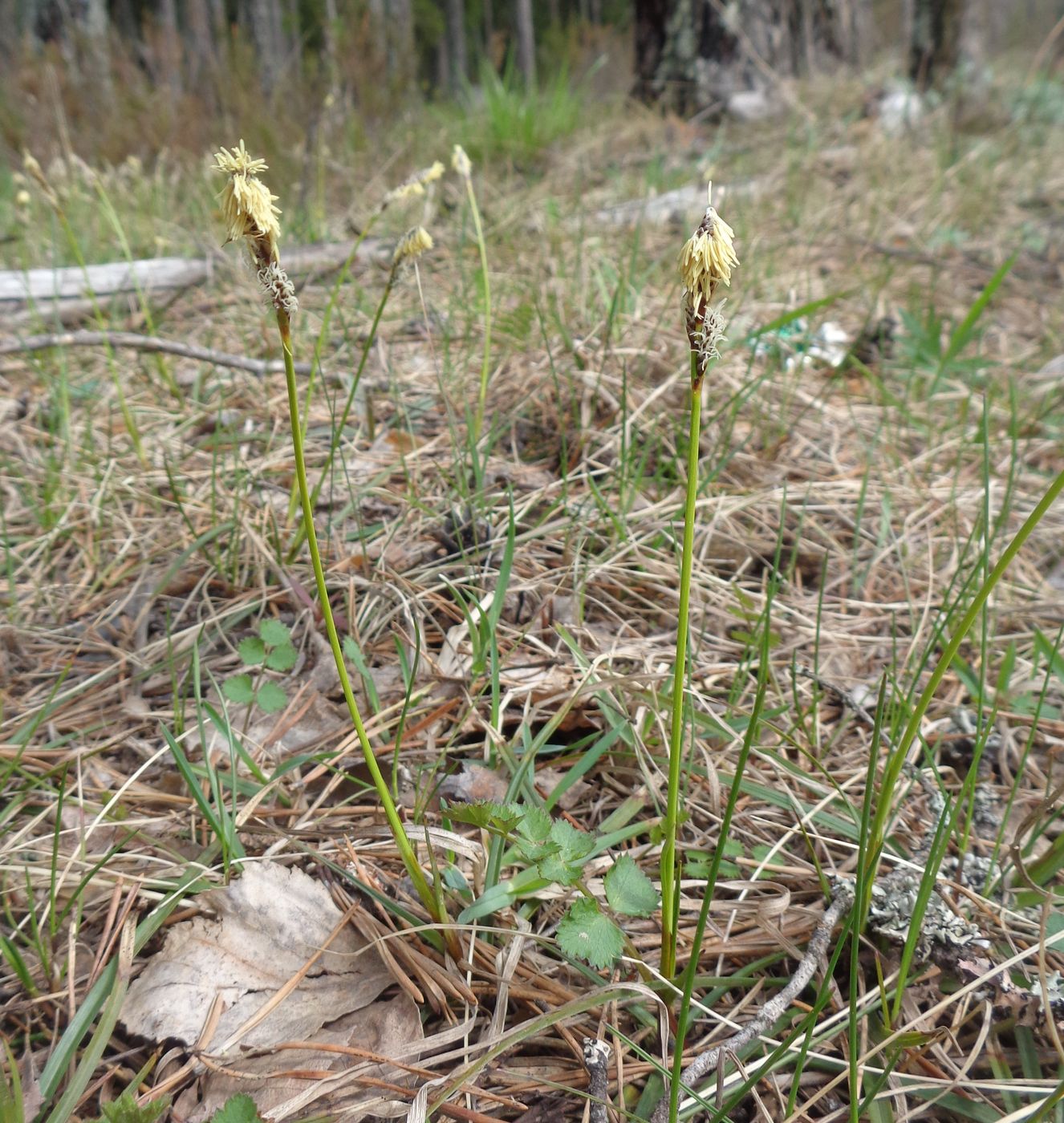 Изображение особи Carex ericetorum.