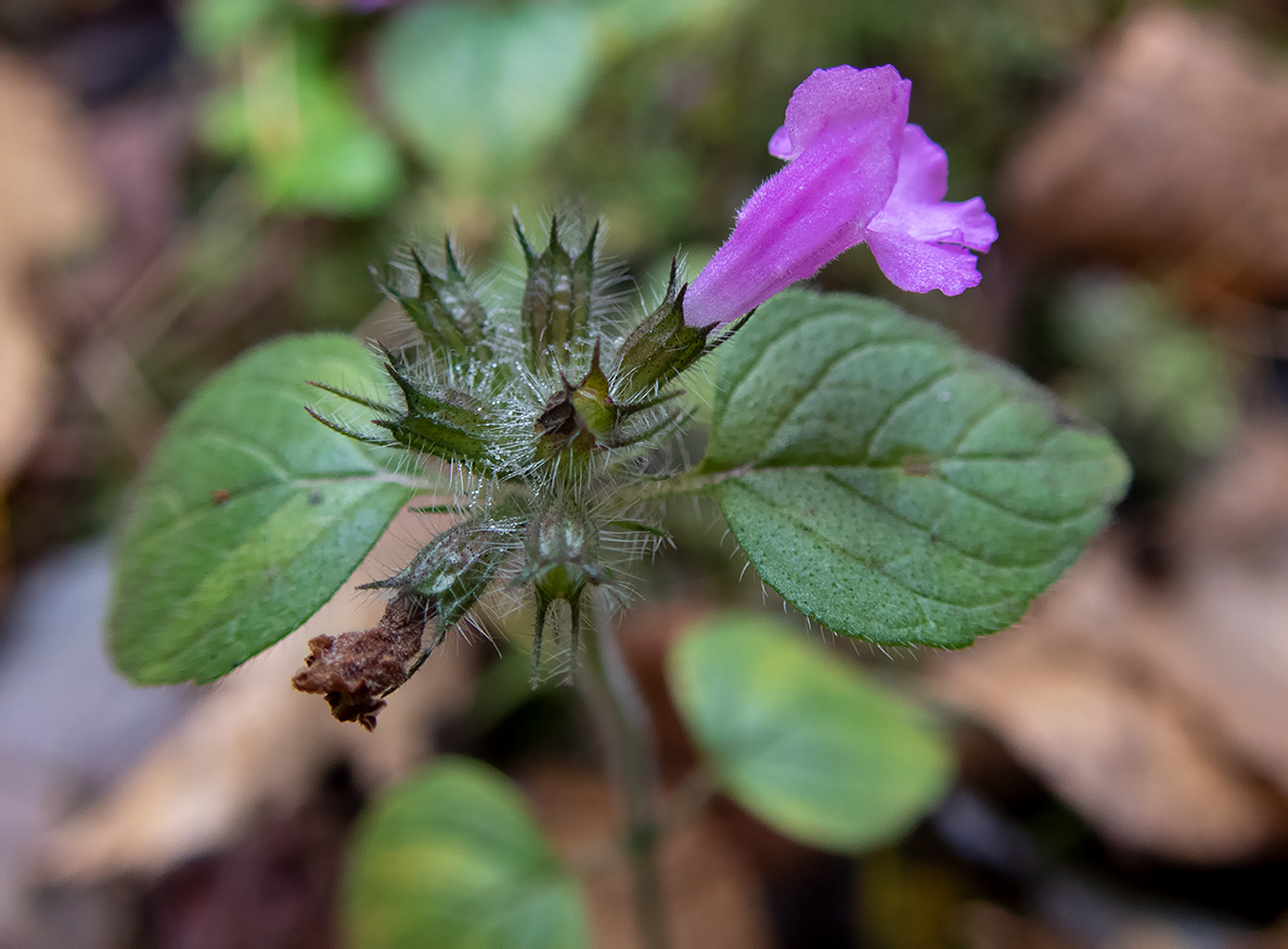 Image of Clinopodium vulgare specimen.