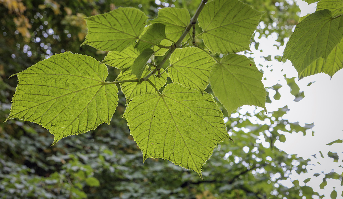 Image of Acer tegmentosum specimen.