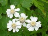 Achillea ptarmica subspecies macrocephala. Верхушка цветущего растения. Камчатский край, Елизовский р-н, окр. Начикинского оз., увлажнённый луг. 27.07.2009.