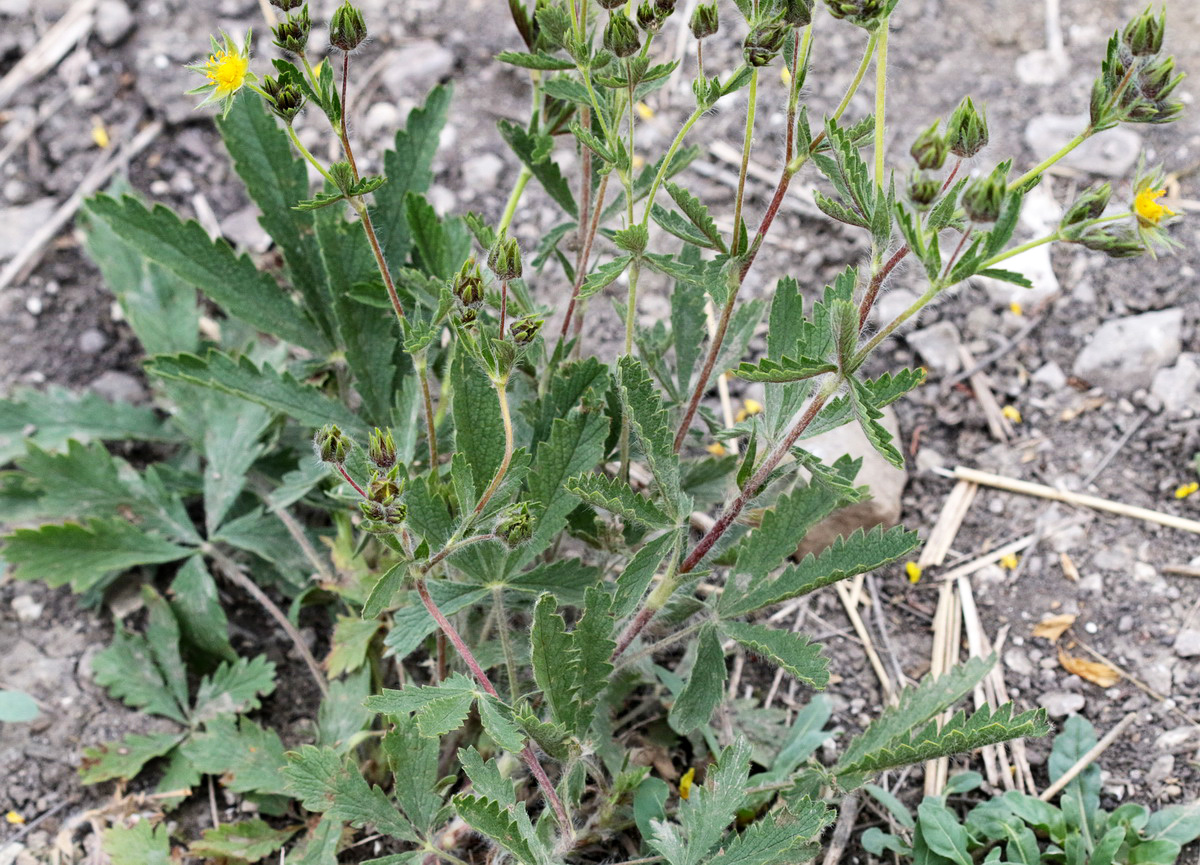Изображение особи Potentilla recta.