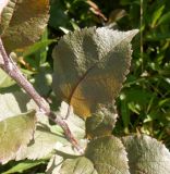 Malus &times; purpurea