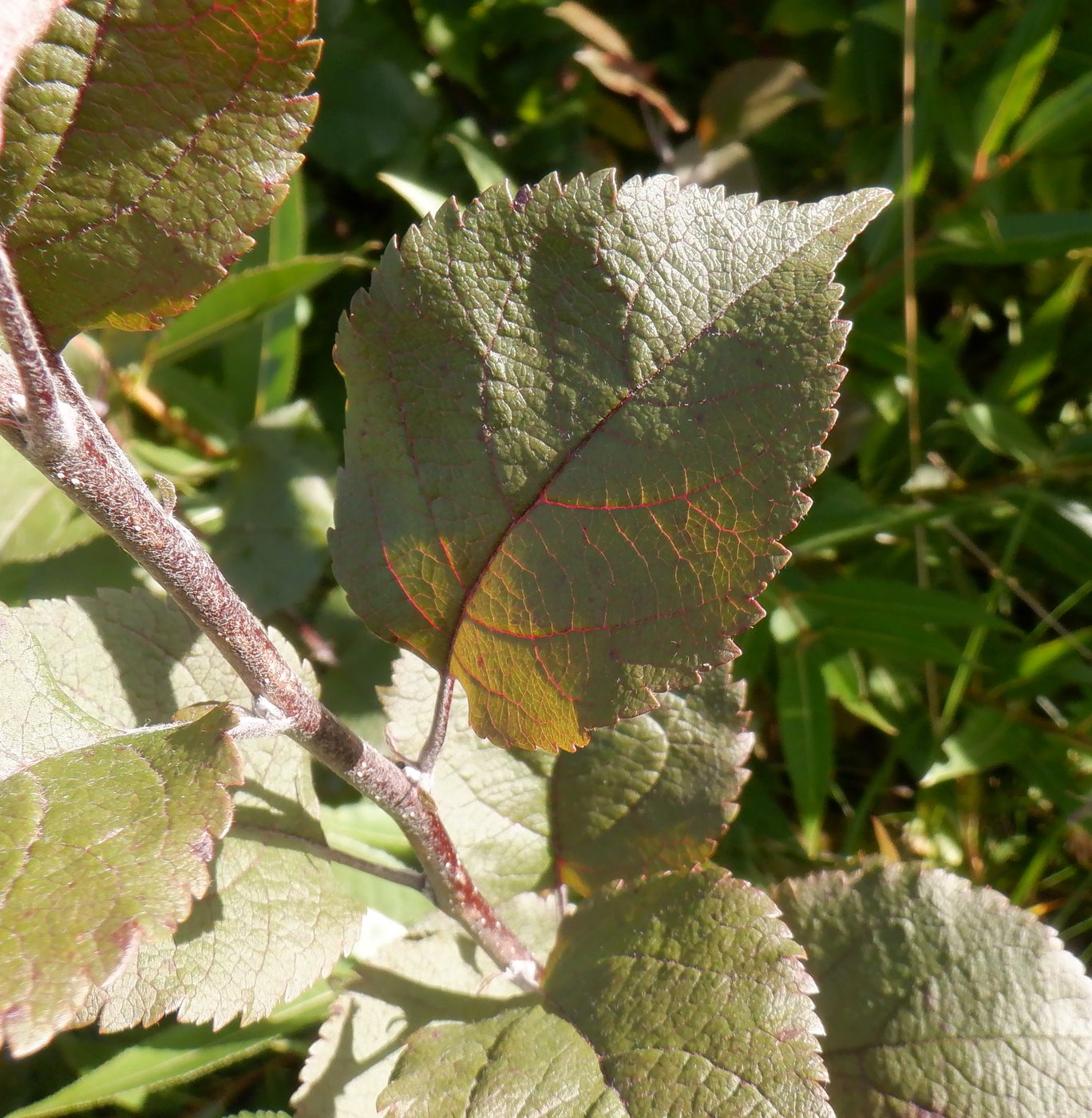 Изображение особи Malus &times; purpurea.