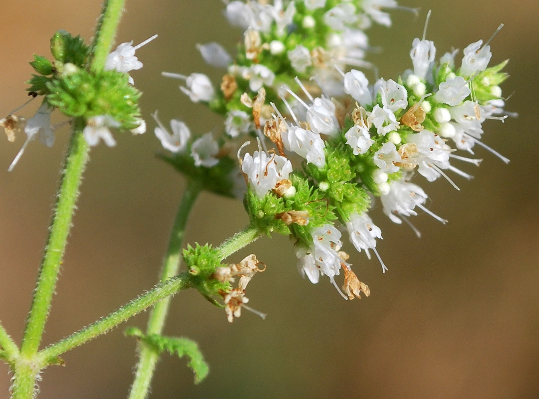 Image of Mentha suaveolens specimen.