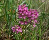 Pedicularis verticillata. Верхушки побегов цветущего растения. Магаданская обл., Ольский р-н, окр. быв. пос. Атарган, Атарганская коса, приморский луг. 05.07.2017.