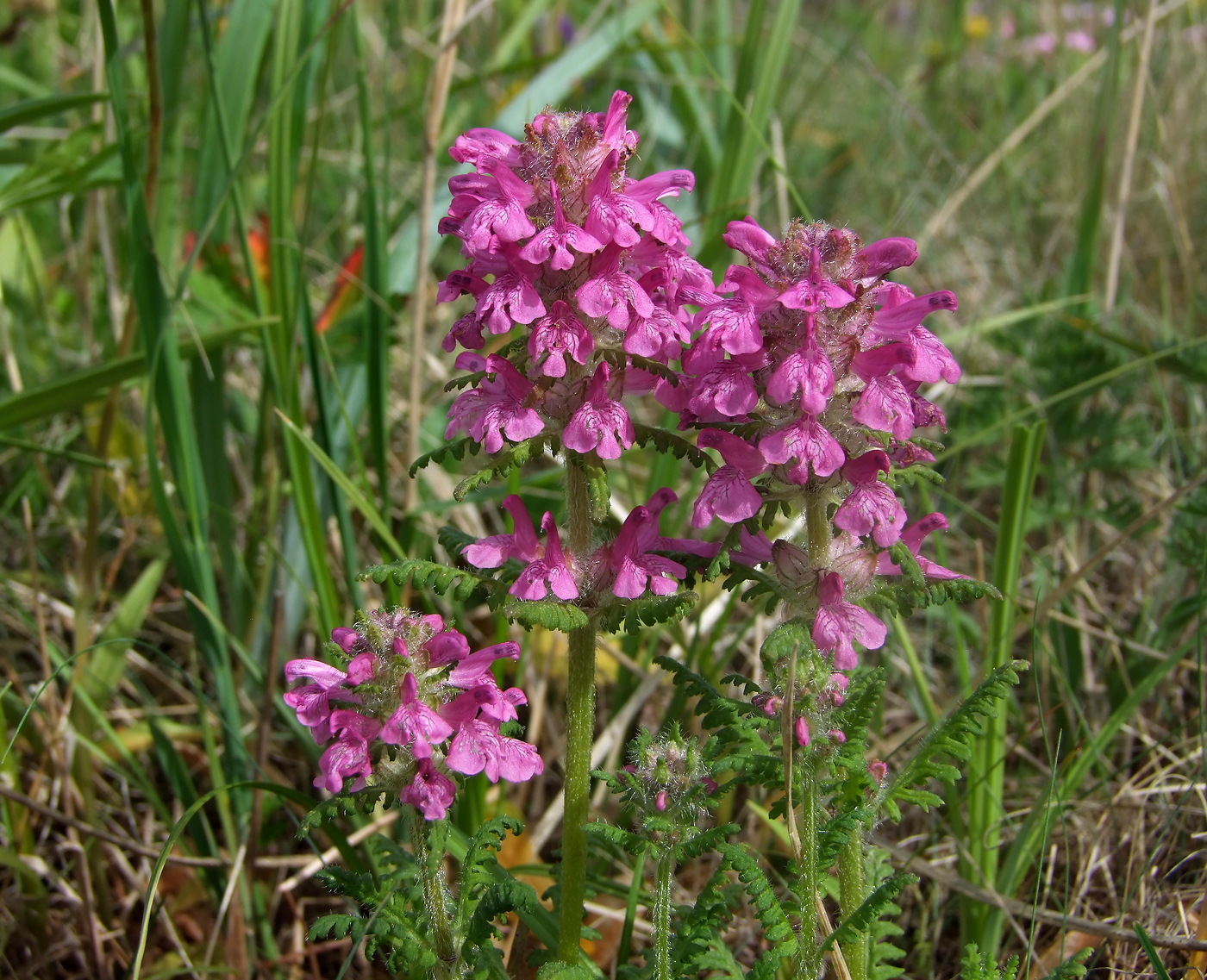 Изображение особи Pedicularis verticillata.